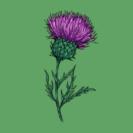 The Thistle