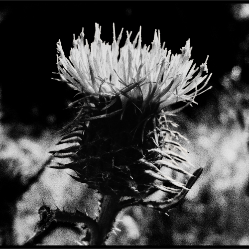 The Thistle